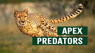 The Ruthless Apex Predators At The Top Of The Animal Kingdom Top Cats Documentary