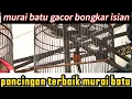 Download Lagu Murai batu gacor bongkar isian ,pancingan terbaik menaikan emosi murai batu