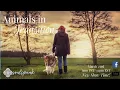 Join Tami Wednesday 9am PT-noon EST Topic Animals in Transition with special guest