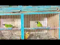 Download Lagu PANTAUAN JOS NIH YANG MAU COLOK IJO BIG BAHAN PASCOR PASTOLAN GACOR!!