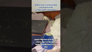 Oh the life of a boat dog.