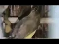 Download Lagu yuk obral burung yang murah-murah aja burung masteran takobel