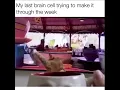 This is stupid I love it GIF Imgur