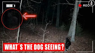 Are DOGS SEEING GHOSTS ?   5  True Horror Stories You Won’t Believe