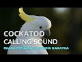 Download Lagu Suara pemanggil burung kakaktua