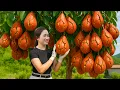 Download Lagu Harvest Tropical Red Avocado to sell – Sold Out Fast at the Countryside Market! Rural Life