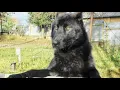 German Shepherd Dog X Wolf