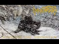 Download Lagu GOATMOON - Voitto Tai Valhalla FULL ALBUM