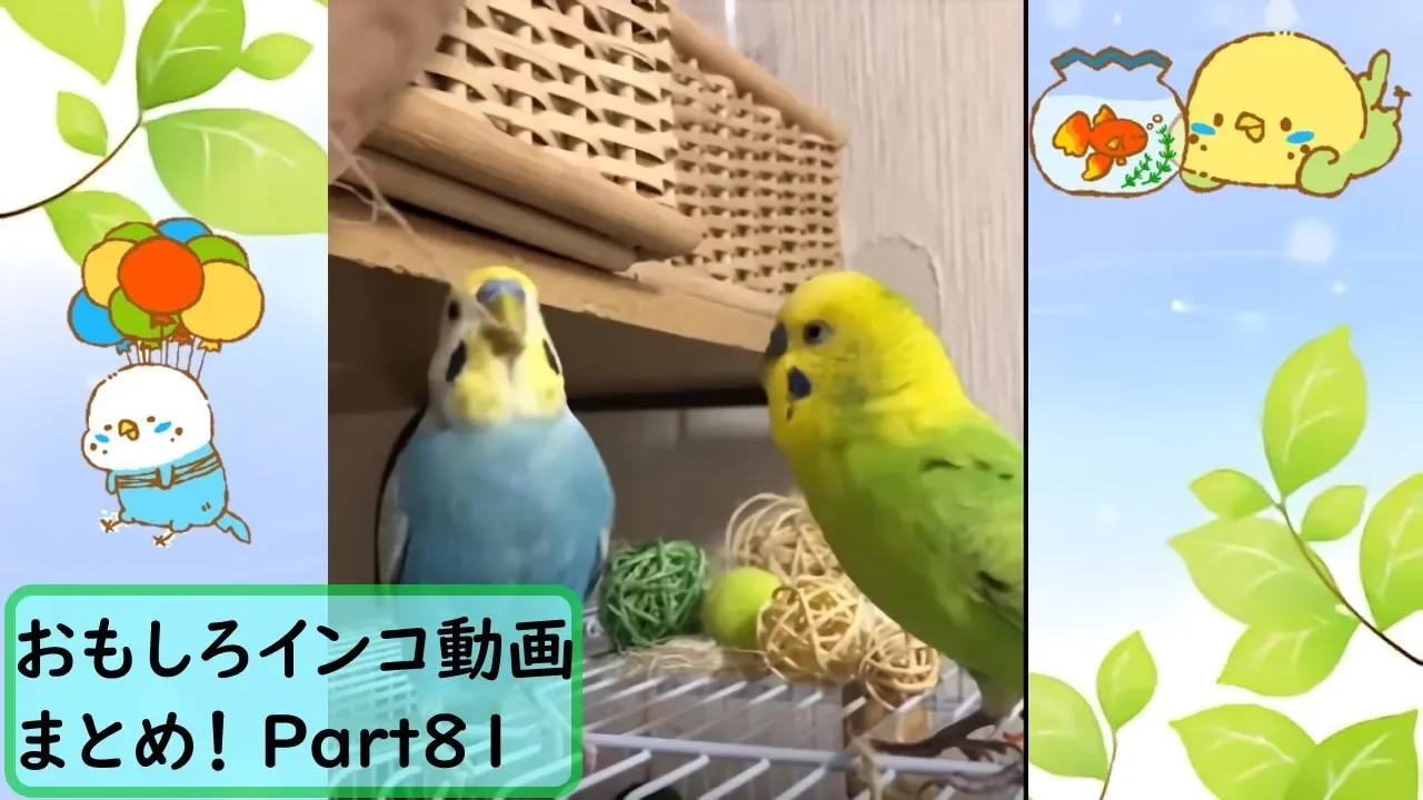 面白 インコ おもしろインコ動画まとめ 81 かわいい Mp3 Download 3kbps Ringtone Lyrics