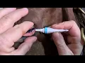How to Put Eye Ointment in Horses