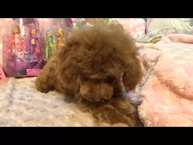 動画