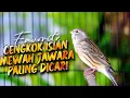 Lagu MATERI ISIAN MEWAH JAWARA ! MASTERAN KENARI ISIAN BLACKTHROAT GACOR PALING DICARI #55