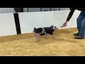 21-1 spot boar