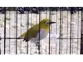 Download Lagu Kicau Burung Pleci Gacor / Burung Kacamata (70)