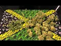 Surterra 27 Little Buds Review Galactic Glue Sherbert Oregon Noble Myakka Native Mmj Fl