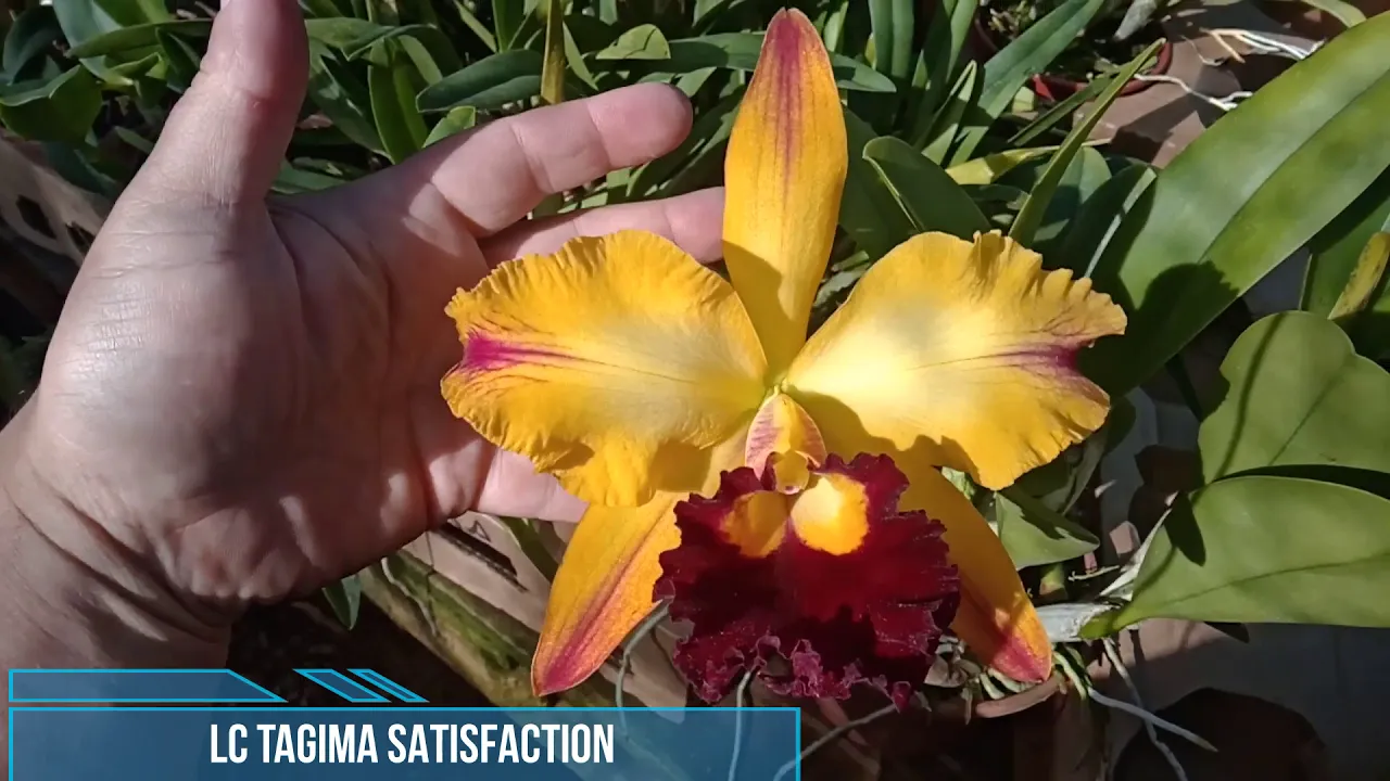 LINDA ORQUÍDEA CATTLEYA TAGIMA SATISFACTION ADULTA