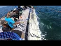 Download Lagu Fantastis..!! Kawanan ikan tenggiri memutih di jaring || kingfish