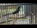 Lagu BURUNG MURAI PAPUA SI CANTIK BERSUARA KHAS