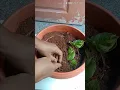 Download Lagu How to grow money plant propagation in soil #shorts #moneyplantcare