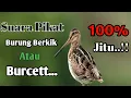 Download Lagu SUARA PIKAT BURUNG BERKIK ATAU BURCEET