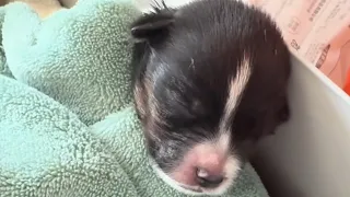 I Found a Tiny Three-Legged Puppy… And Raised Him with Love