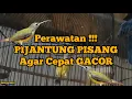 Download Lagu PERAWATAN PIJANTUNG PISANG AGAR GACOR DOR KONSLET 100% AMPUH