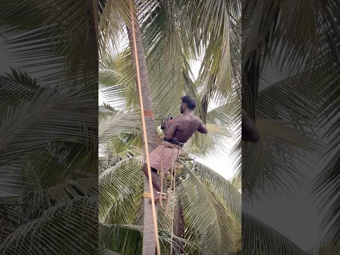 நிறைய பேர் தென்னை மரத்தை பிள்ளையா பாக்குறீங்க தயவு செஞ்சு யாரும் அப்படி பார்க்காதீங்க😔