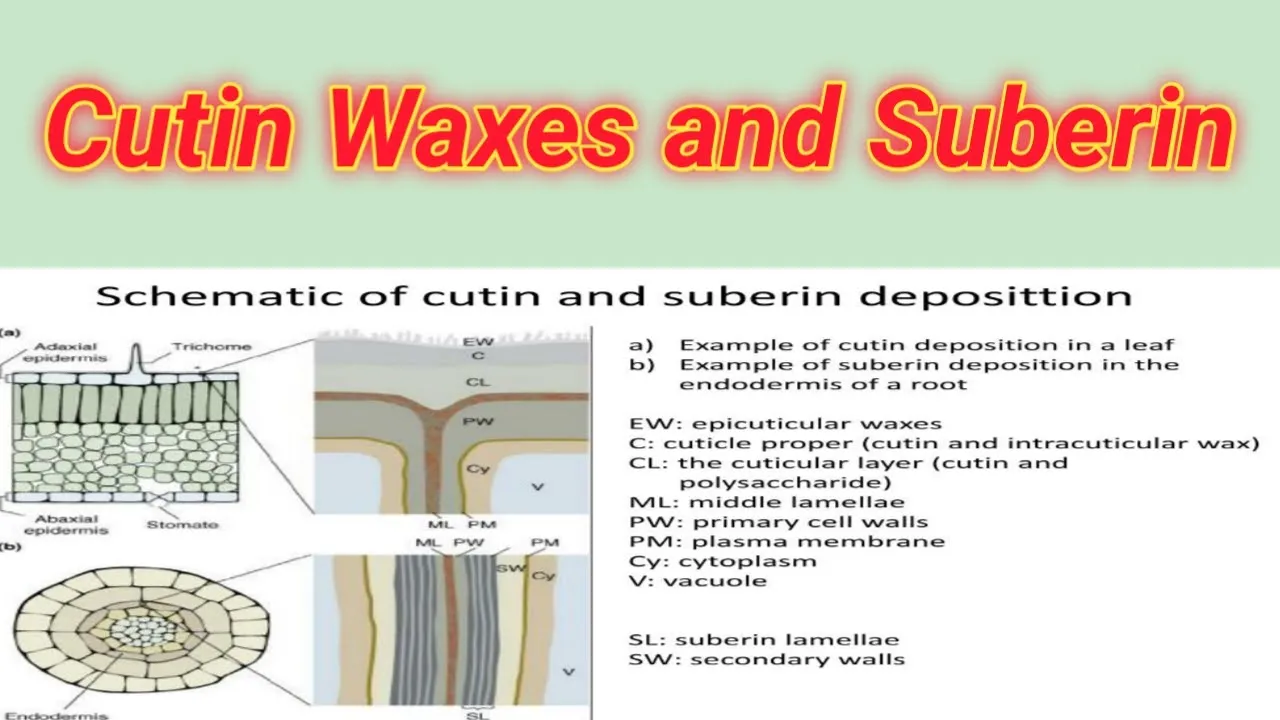Cutin waxes and Suberin