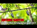 Download Lagu Suara Prenjak(anakan) Starter Ribut Dan Kutilang Ribut Ampuh Mengundang Burcil