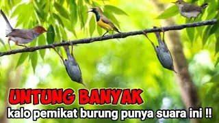 Download Suara Prenjak(anakan) Starter Ribut Dan Kutilang Ribut Ampuh Mengundang Burcil MP3