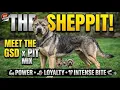 Meet the Sheppit German Shepherd Pitbull Mix in 2 Minutes