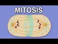 MITOSIS CYTOKINESIS AND THE CELL CYCLE