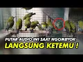 Download Lagu PANCINGAN SUARA PLECI OMBYOKAN NGERIWIK DAN NGECALL | TERAPI PLECI CEPAT NGERIWIK