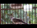 Download Lagu Burung prukutut