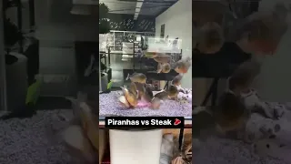 Piranhas Vs Steak Aggressive Aquarium Feeding Piranha Possessive Subscribe Support Fish Steak Share 