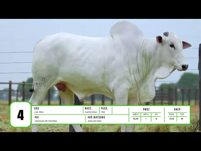 Touro Nelore LSA - 1954