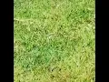 كواليس شمس المصلاوي انه عمارجية