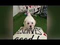 Gold - Maltipoo Puppy for Sale in Dallas Texas
