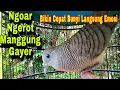 Download Lagu Perkutut Lokal alam gacor Bekur Ngoar Ngerot manggung gayer pancingan cepat bunyi langsung nyaut 