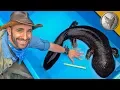Download BIGGEST Salamander in Japan! mp4 3gp mp3 videos - waplic