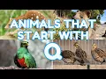 4 Animals That Start With The Letter Q Learn Animal Names for Kids Eager Minds Academy