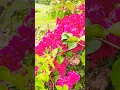 Download Lagu ☘️Bougainvillea flowering plant🌱 #floria0 #flowers #plants #youtubeshorts #shorts