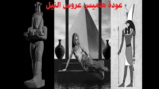 عودة هاميس دندنها