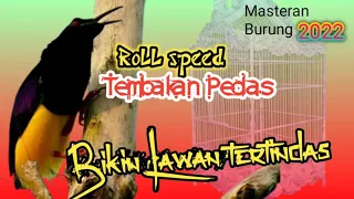 masteran suara burung kasar dan pedas ngerol tembakan