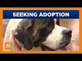 Flagstaff area rescue looks to rehome dogs siezed from home