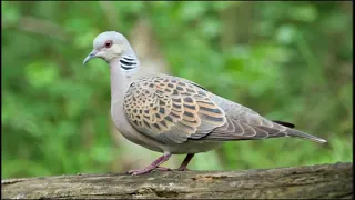 يا طير ياللي فوق الاغصان تلعي دندنها