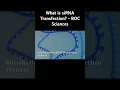 Download Lagu What is siRNA Transfection? - RNAi Transfection - BOC Sciences #sirna #rnatherapeutics #rnai