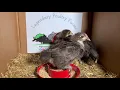 Chocolate Orpington Chicks