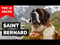Saint Bernard - Top 10 Facts