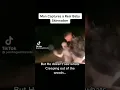 Download Lagu man captured a baby skin walker but doesn't know what's creeping out the woods